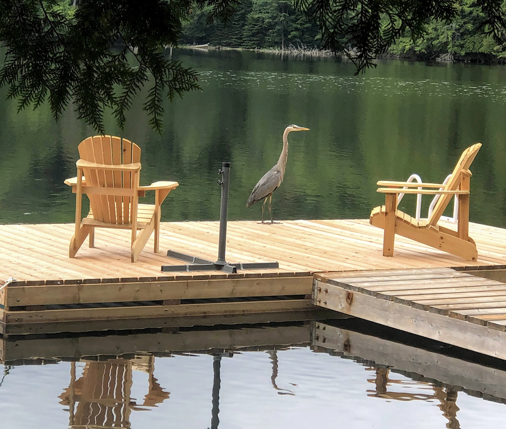 Miskwabi Lake By the Shore - Visitor at the dock