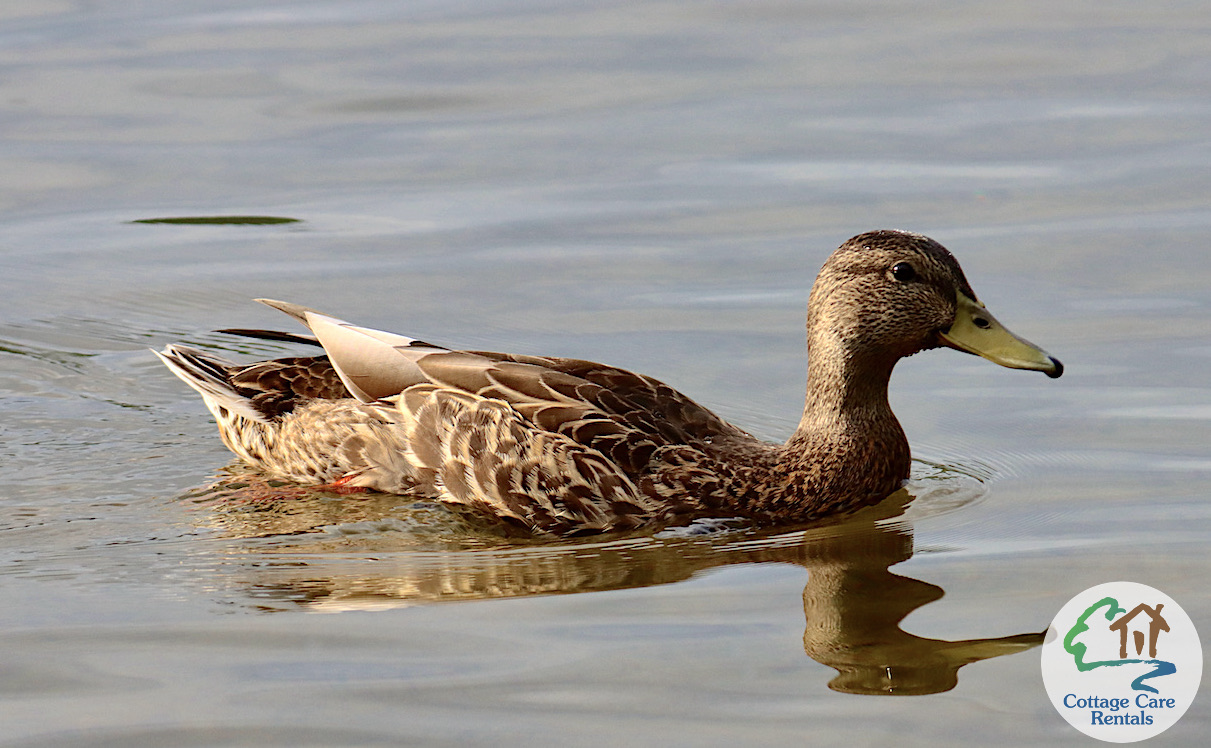 Maple Lake - Duckside guest